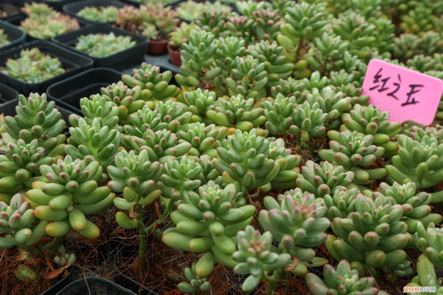 虹之玉夏天可以浇水吗 虹之玉夏天怎么养