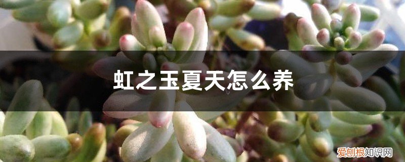 虹之玉夏天可以浇水吗 虹之玉夏天怎么养