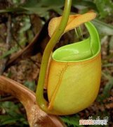 关于猪笼草的介绍 二齿猪笼草的介绍