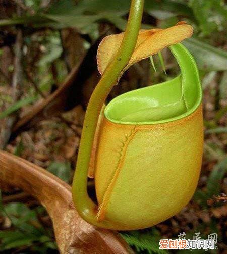 关于猪笼草的介绍 二齿猪笼草的介绍