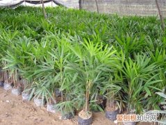棕竹的养殖方法及注意事项 棕竹怎么养