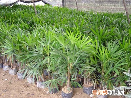 棕竹的养殖方法及注意事项 棕竹怎么养