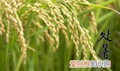 处暑节气小知识 处暑节气养生知识