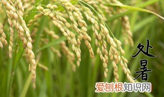 处暑节气小知识 处暑节气养生知识