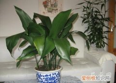 怎样养一叶兰 一叶兰怎么养，一叶兰的养殖方法和注意事项