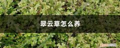 翠云草怎么种植 翠云草怎么养