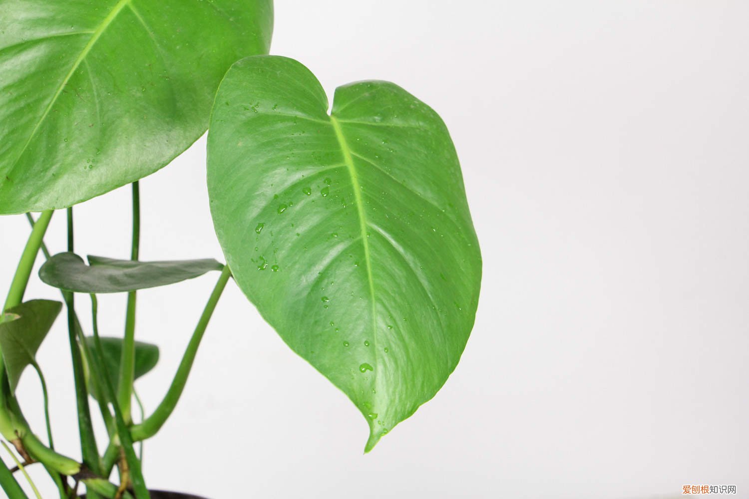 龟背竹怎么养得粗壮 龟背竹怎么养