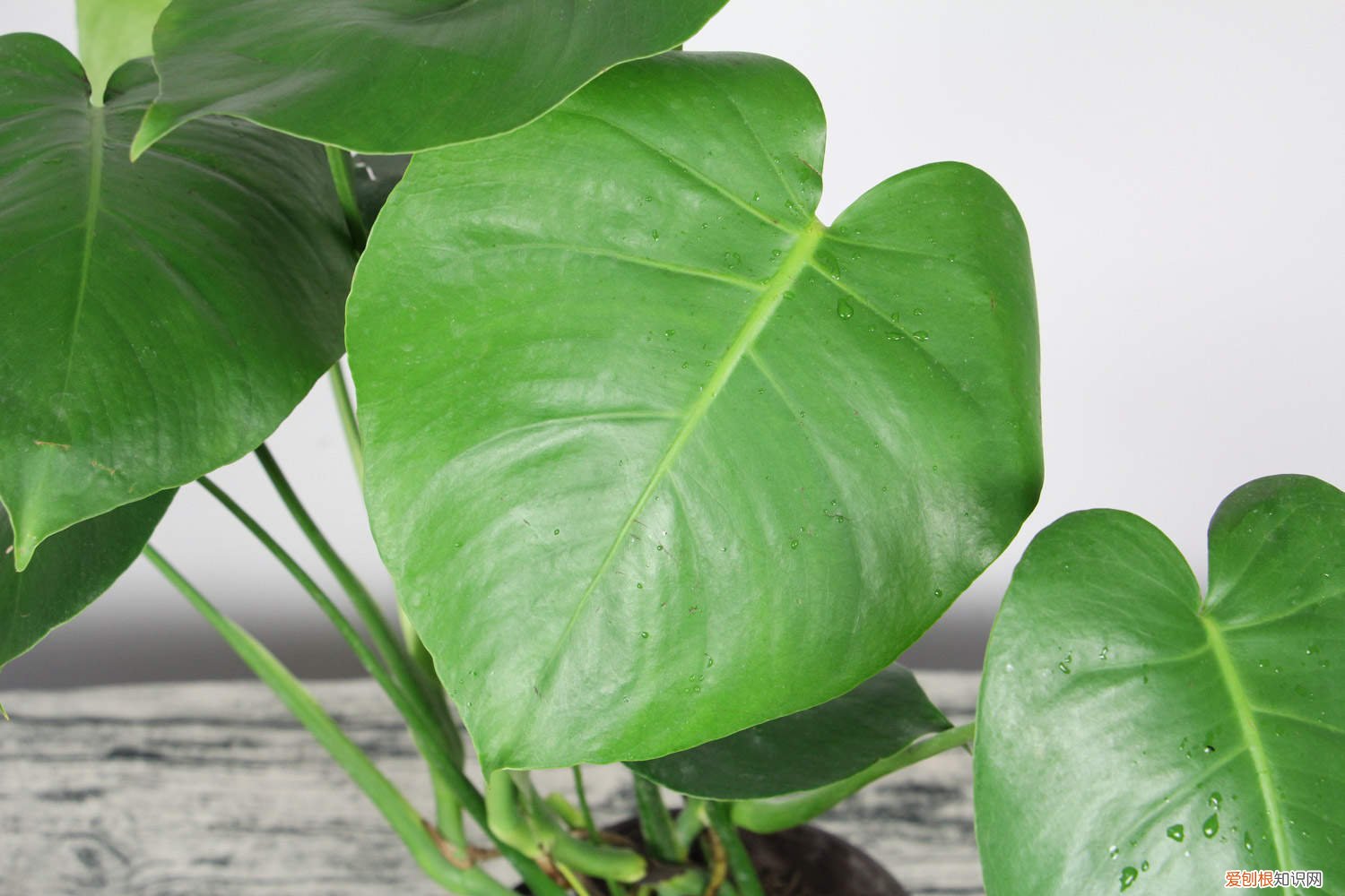 龟背竹怎么养得粗壮 龟背竹怎么养