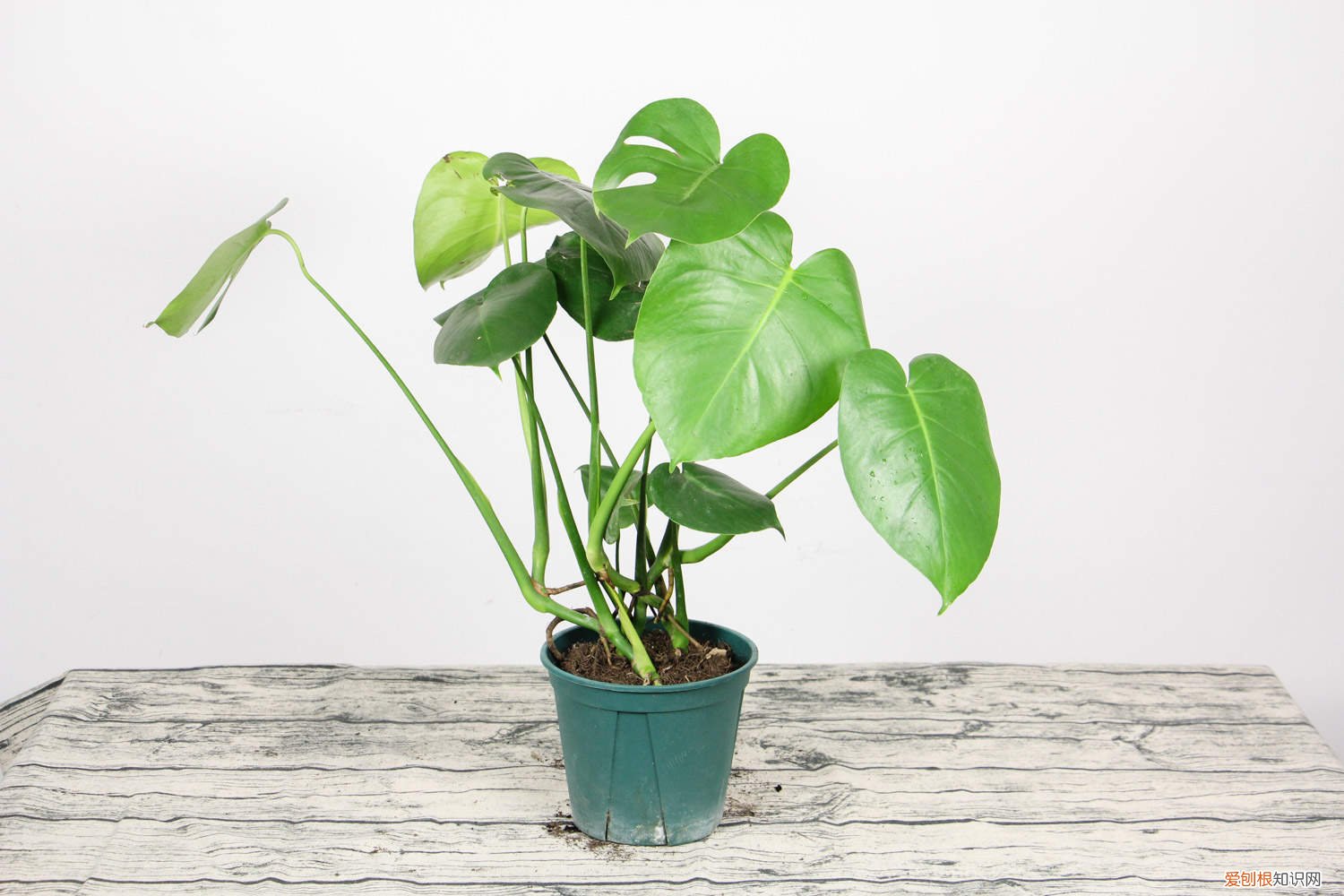 龟背竹怎么养得粗壮 龟背竹怎么养