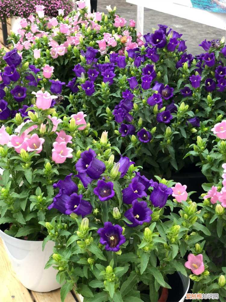 风铃草怎样种植 风铃草盆栽怎么养