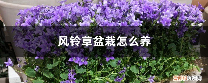 风铃草怎样种植 风铃草盆栽怎么养