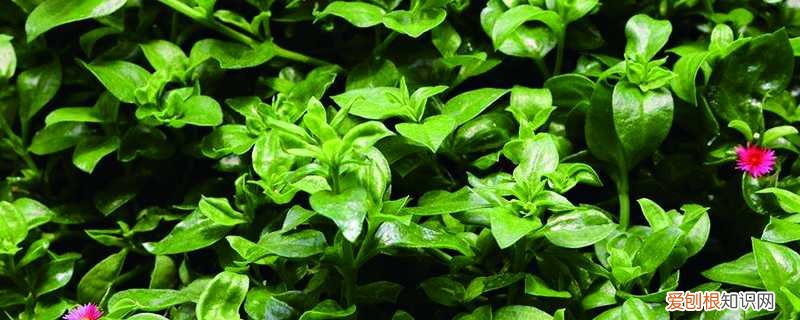 穿心莲怎么养殖方法 穿心莲怎么养