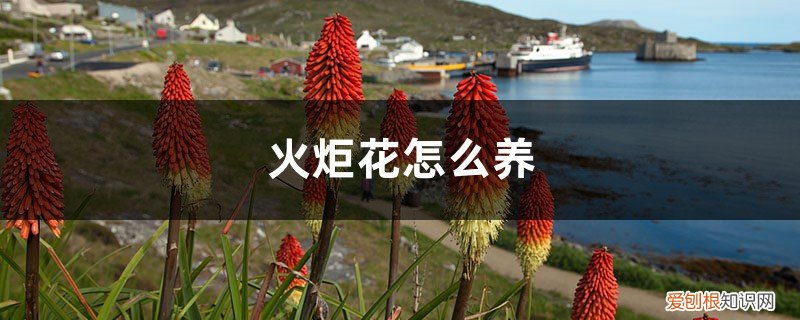 火炬花怎么养植才能开花 火炬花怎么养