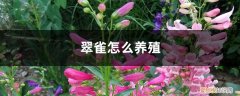 翠雀的种植方法 翠雀怎么养殖