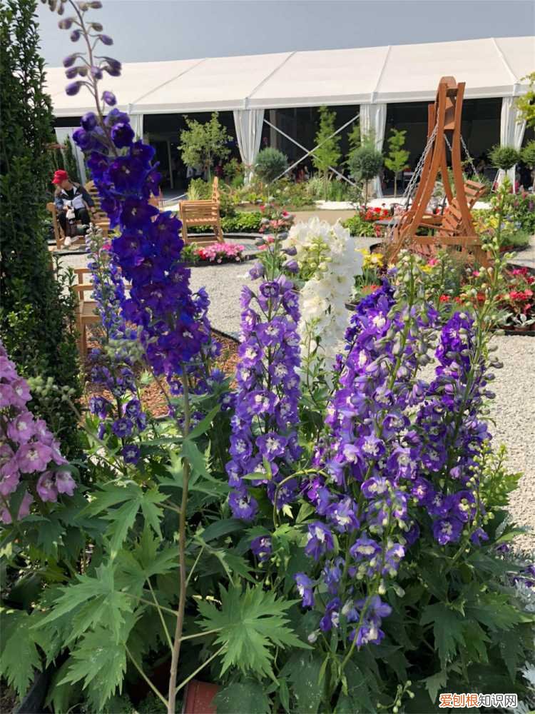 翠雀的种植方法 翠雀怎么养殖