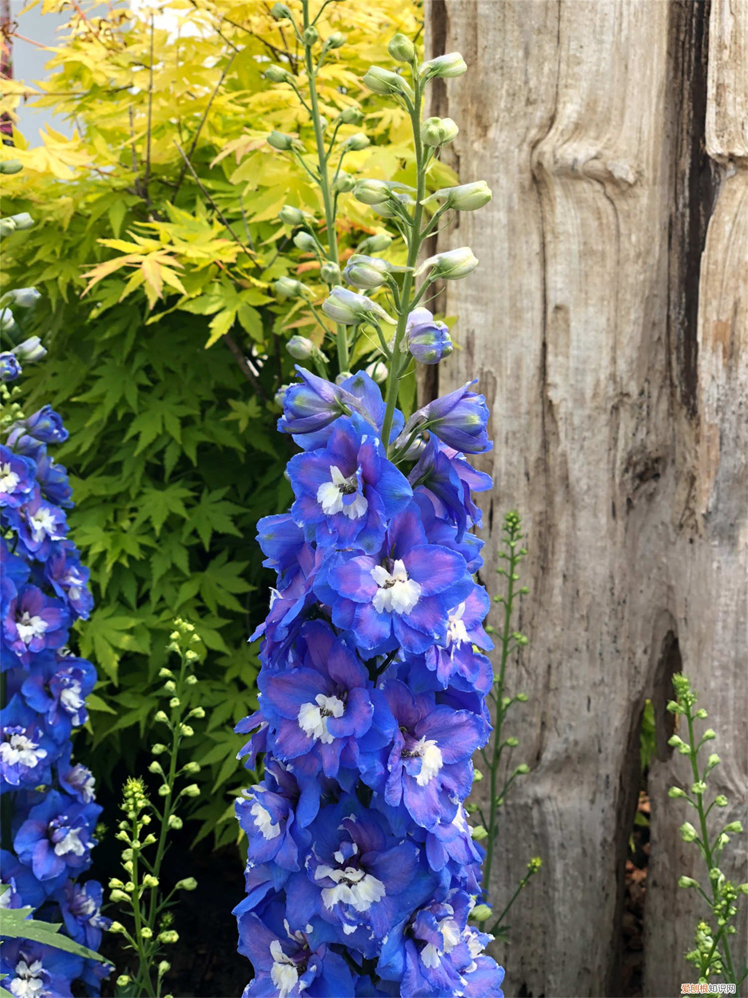 翠雀的种植方法 翠雀怎么养殖