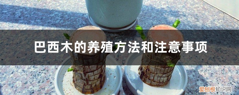 巴西木的养殖方法和注意事项营养液 巴西木的养殖方法和注意事项
