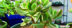 黄金花月的养殖方法和注意事项 黄金花月怎么养