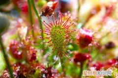 好望角茅膏菜的介绍 种植要点