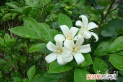 九里香的养殖方法和注意事项北方 九里香的养殖方法和注意事项