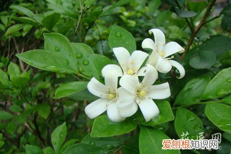 九里香的养殖方法和注意事项北方 九里香的养殖方法和注意事项