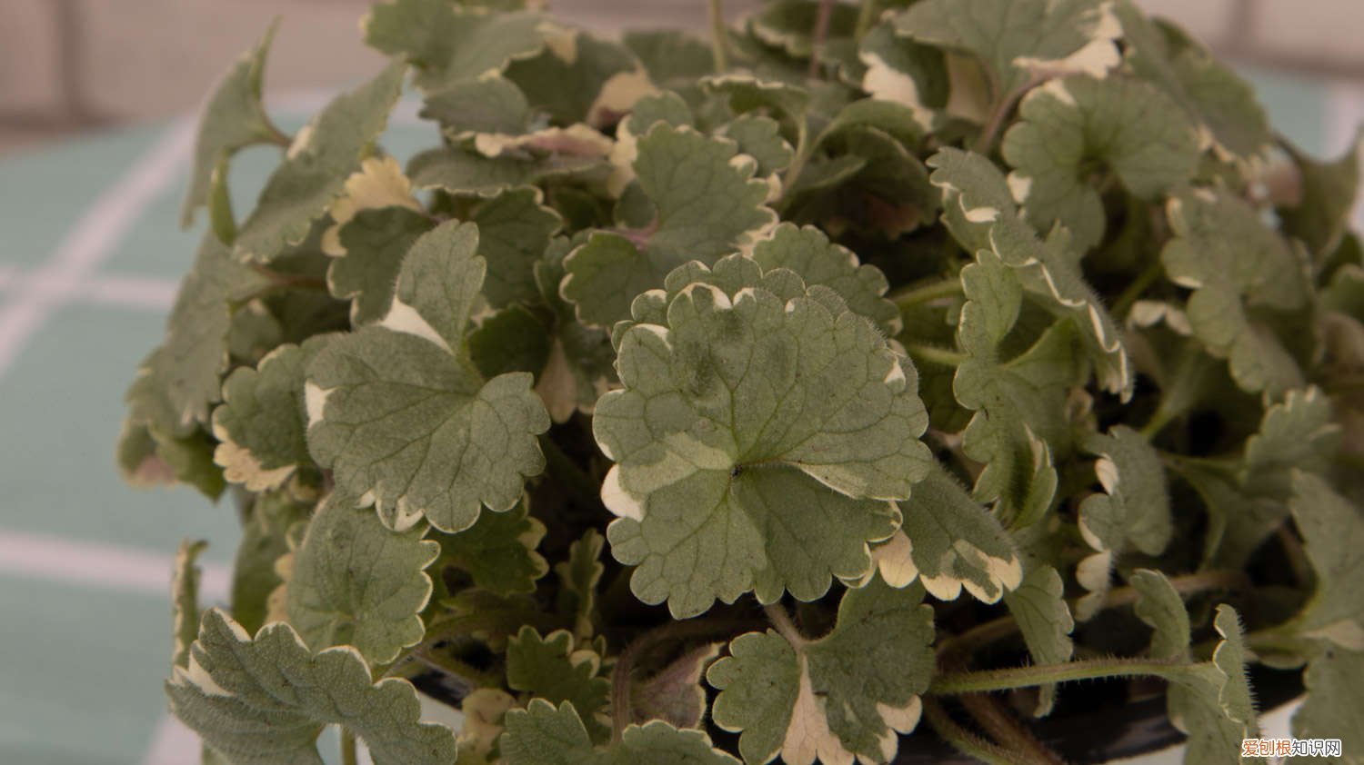 胡椒薄荷怎么养