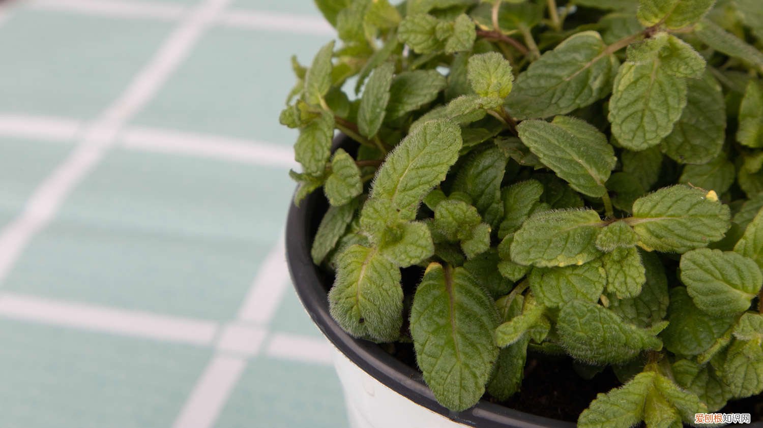 胡椒薄荷怎么养