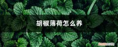 胡椒薄荷怎么养