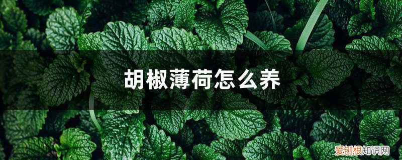 胡椒薄荷怎么养