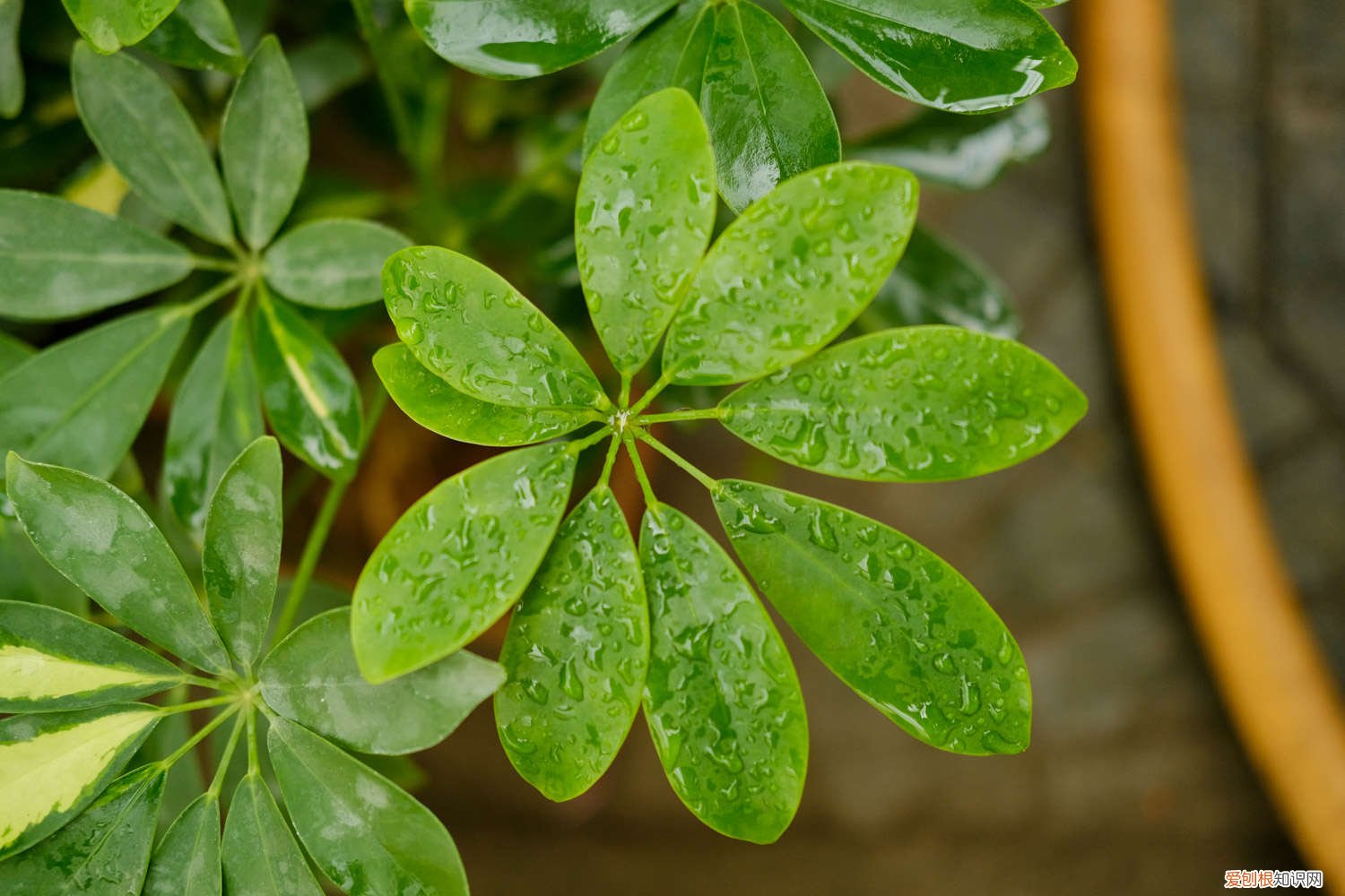 鸭脚木夏季怎么养 鸭脚木冬季怎么养
