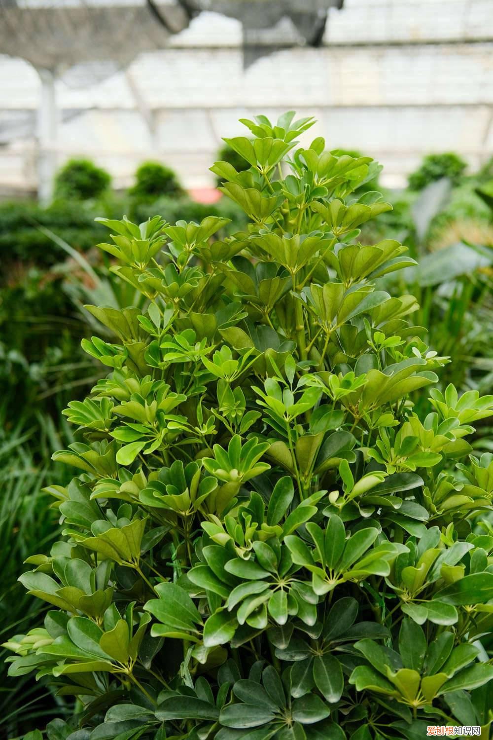 鸭脚木夏季怎么养 鸭脚木冬季怎么养