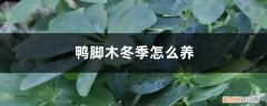 鸭脚木夏季怎么养 鸭脚木冬季怎么养