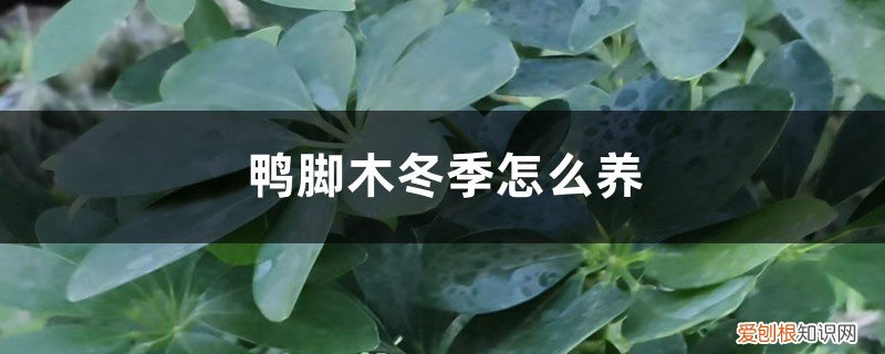 鸭脚木夏季怎么养 鸭脚木冬季怎么养