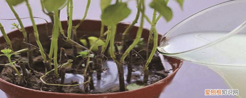 过期的牛奶可以浇花吗图片 过期的牛奶可以浇花吗