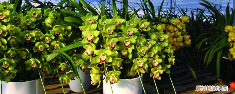 惠兰花怎么养才开花,刚上盆怎么养好 惠兰花怎么养才开花，刚上盆怎么养