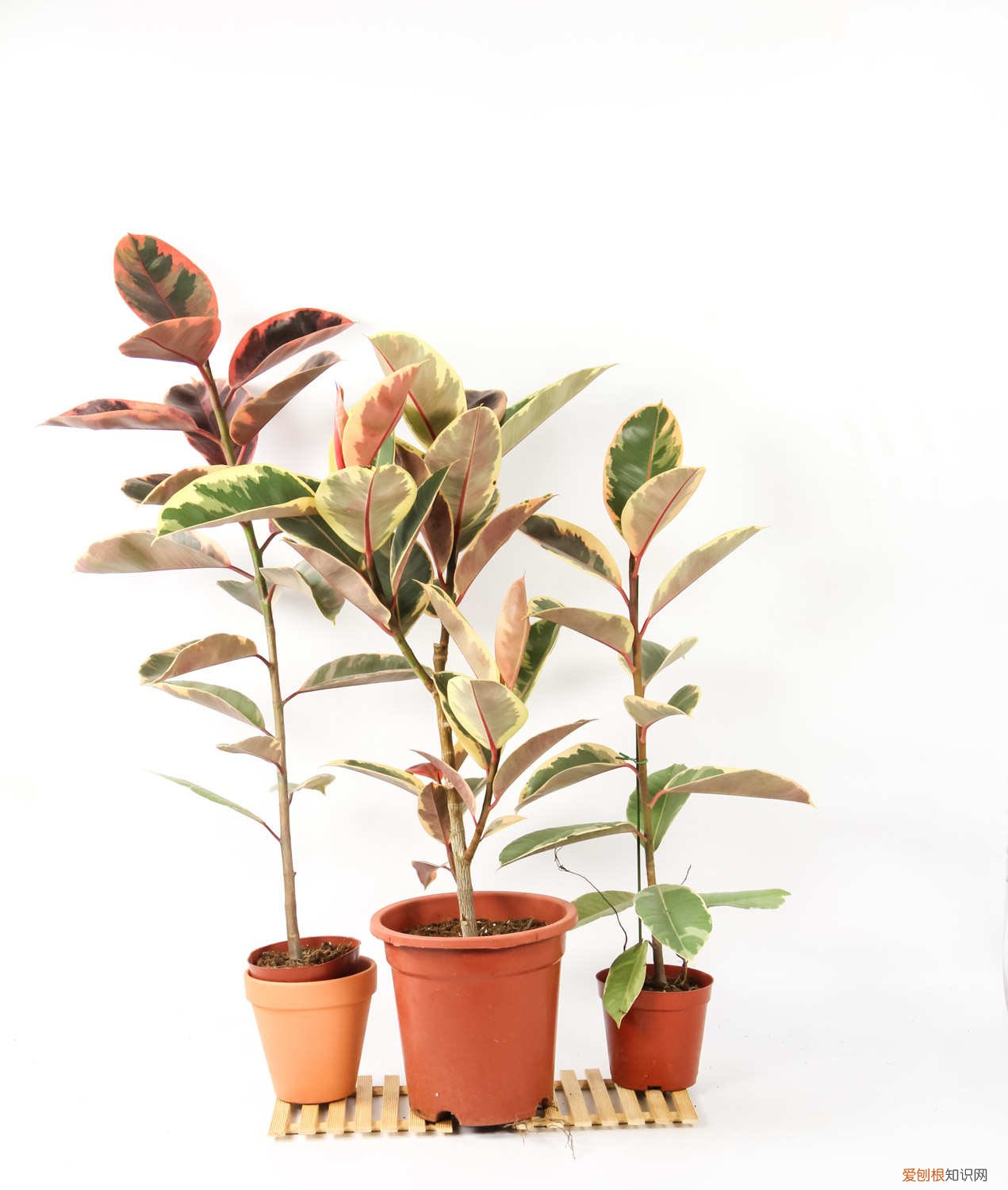 橡皮树叶子的扦插方法和注意事项 橡皮树叶子扦插方法，新手一看就学会！