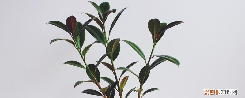 橡皮树叶子的扦插方法和注意事项 橡皮树叶子扦插方法，新手一看就学会！