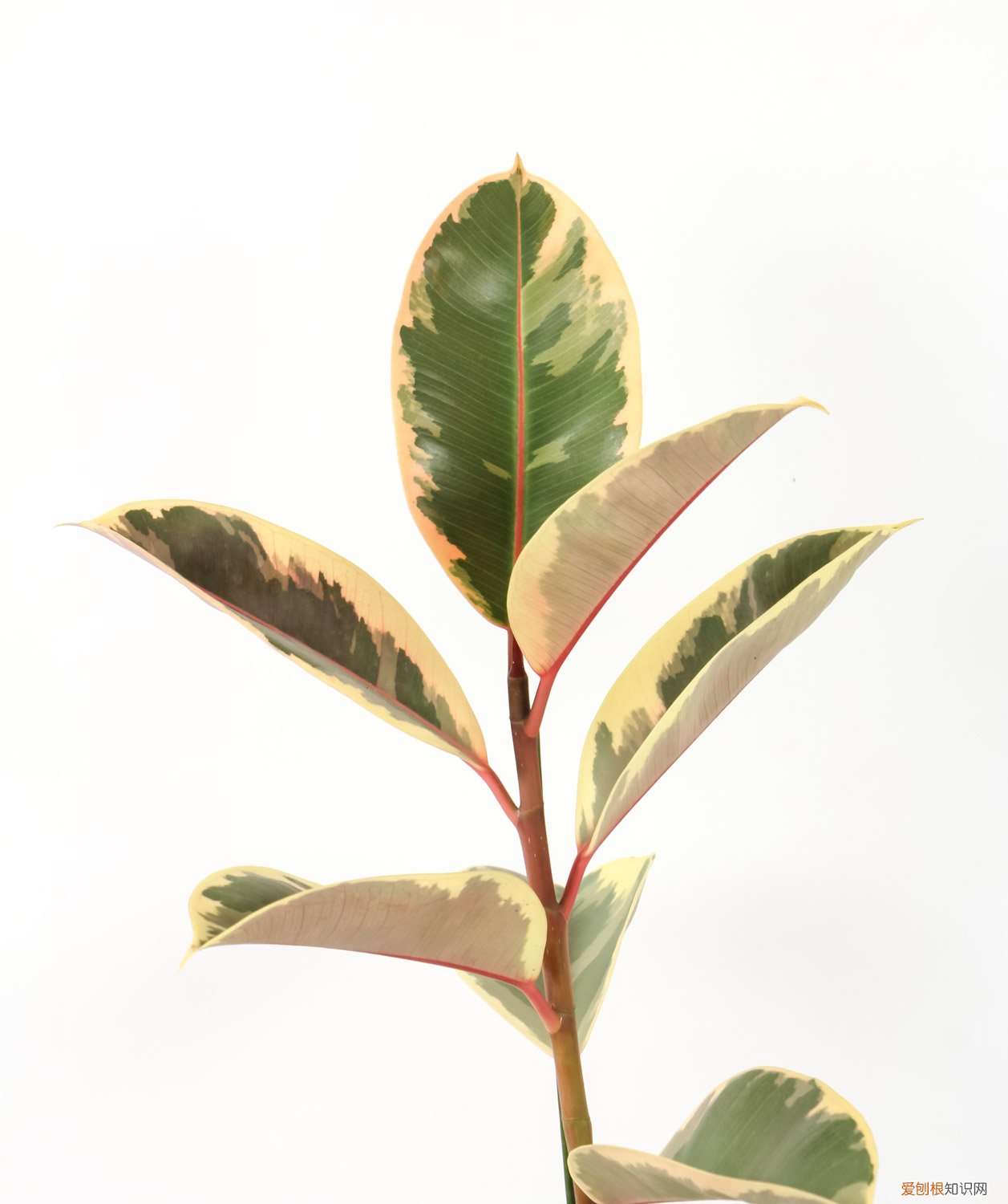 橡皮树叶子的扦插方法和注意事项 橡皮树叶子扦插方法，新手一看就学会！