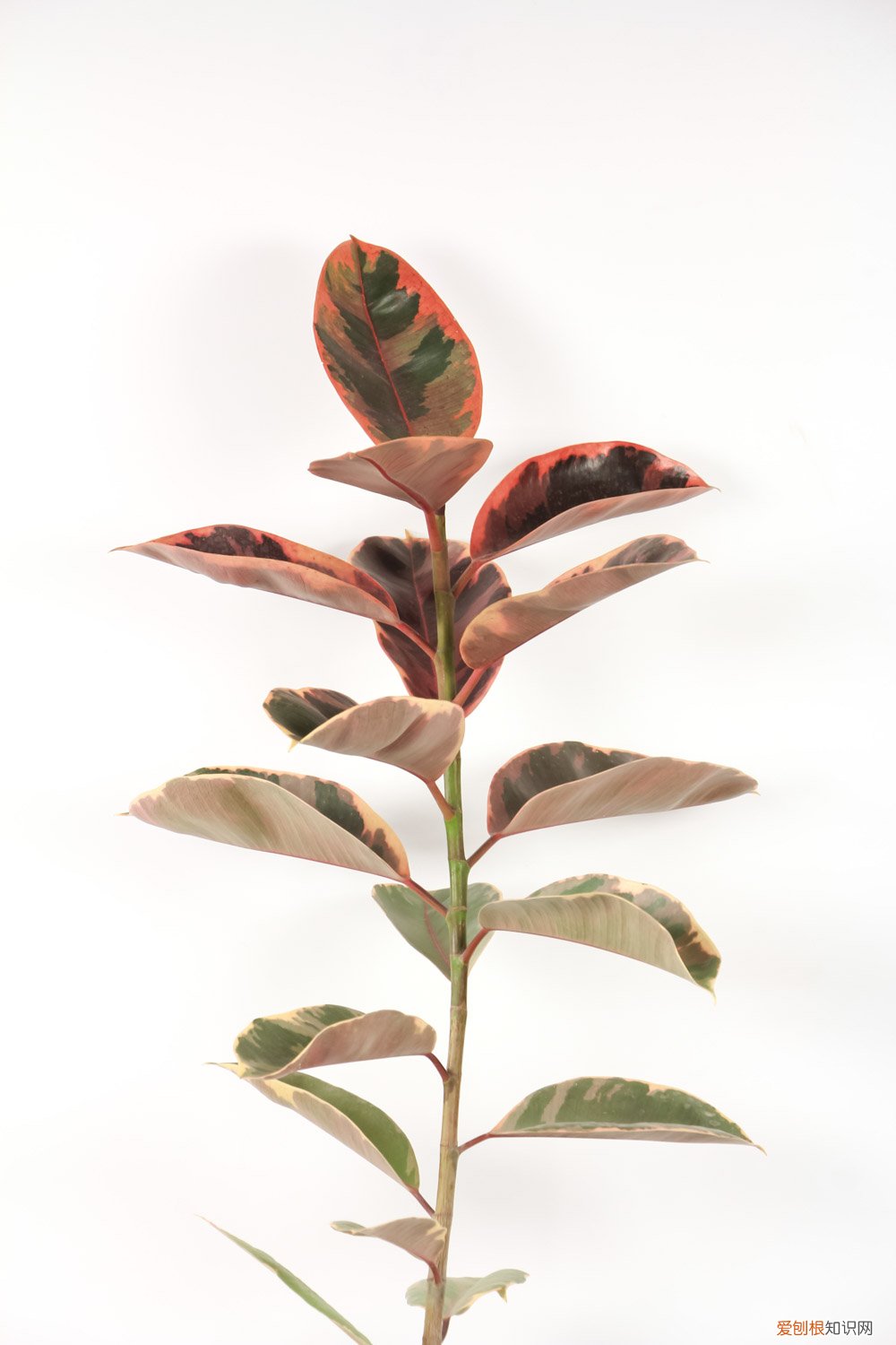 橡皮树叶子的扦插方法和注意事项 橡皮树叶子扦插方法，新手一看就学会！