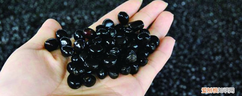 决定油用牡丹种植成败的4大关键 油用牡丹种植方法，前景如何