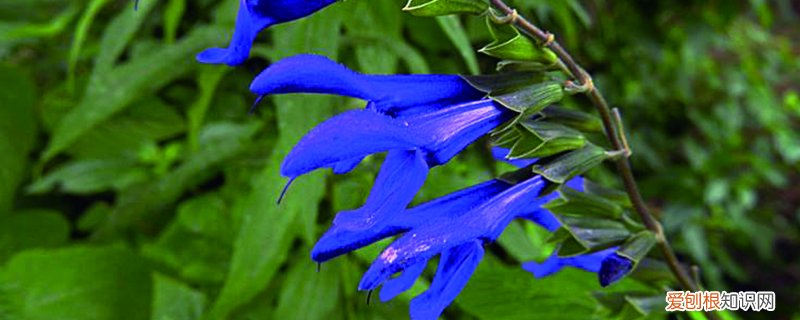 蓝雀花怎么养才开花 蓝雀花怎么养