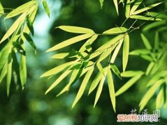 散尾葵和凤尾竹的区别视频 散尾葵和凤尾竹的区别