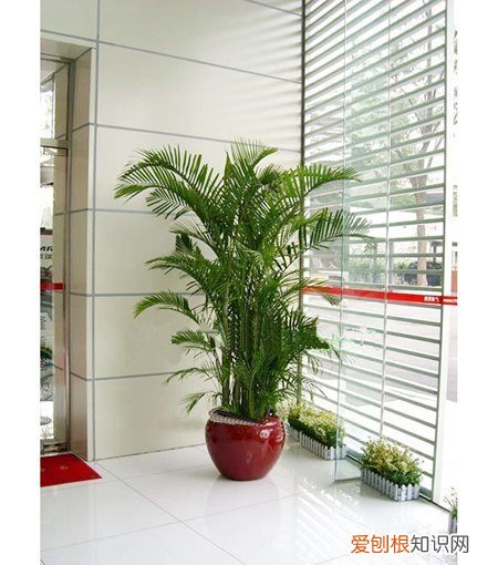 散尾葵叶子黄是什么原因 散尾葵叶子发黄的原因