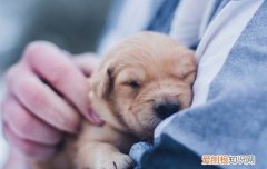 幼犬三针疫苗分别什么 幼犬的三针疫苗