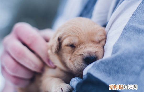 幼犬三针疫苗分别什么 幼犬的三针疫苗