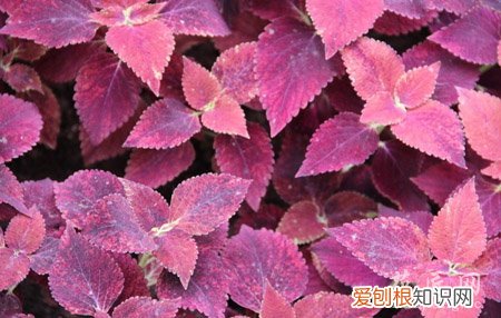 彩叶草在家养有毒吗 彩叶草是不是有毒呢？