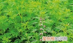 益母草的作用及功效图片 益母草的作用及功效