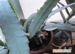 令箭荷花消苞原因 令箭荷花不开花的原因以及解决方法