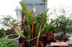 怎么修剪令箭荷花 令箭荷花的修剪方法有哪些？