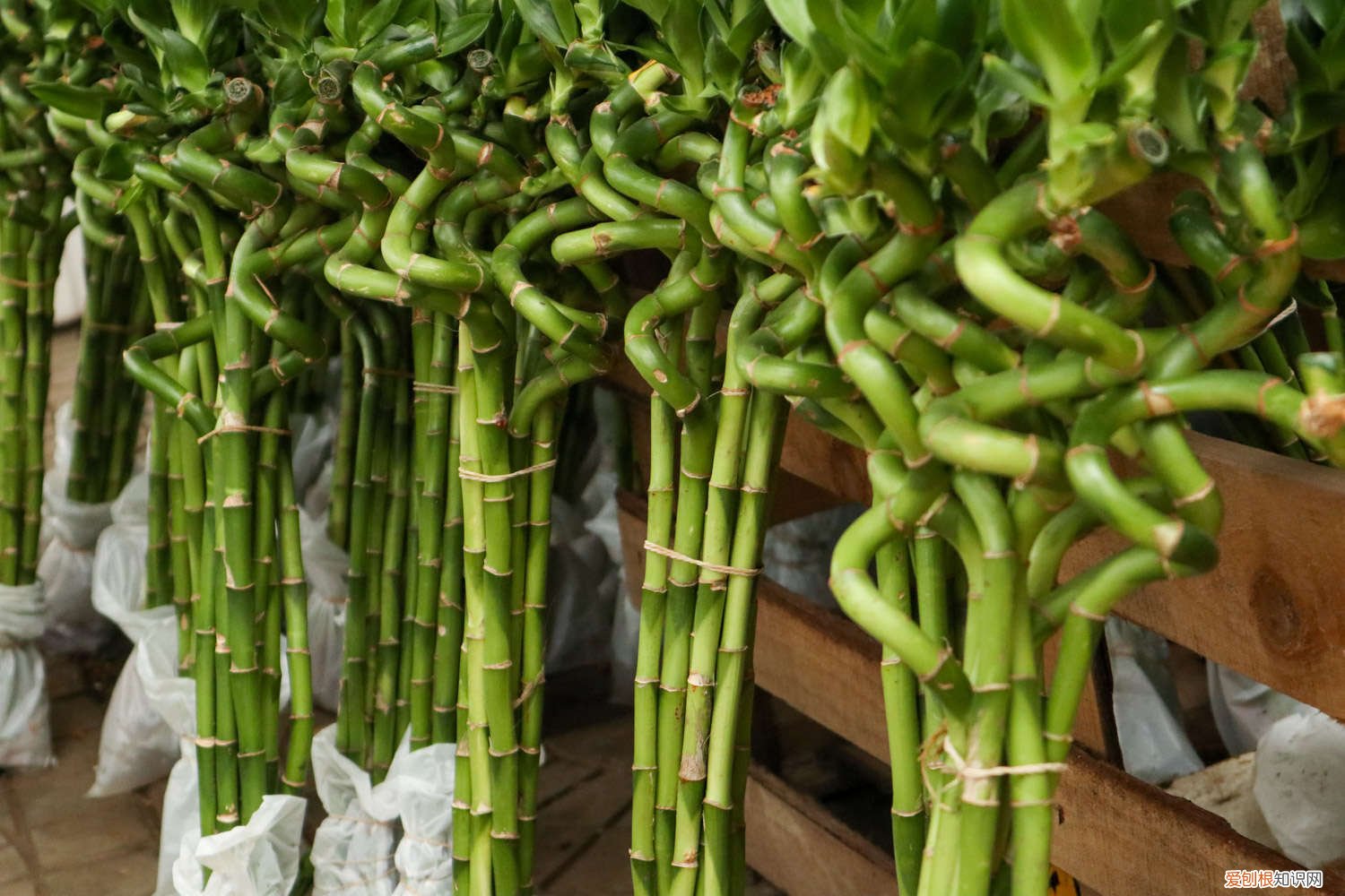 新买的富贵竹几天换水,几天能生根啊 新买的富贵竹几天换水，几天能生根